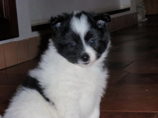 Batman - cucciolo incrocio Spitz e Volpino Italiano