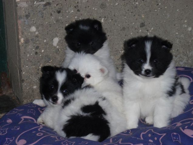 Cuccioli incrocio Spitz e Volpino Italiano