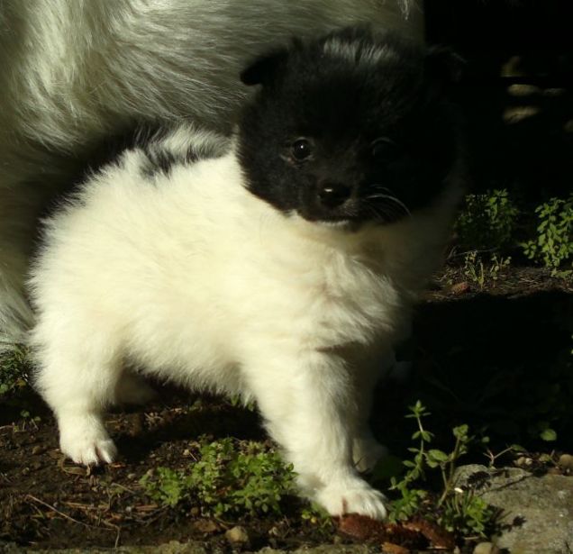 Cucciolo incrocio Spitz e Volpino Italiano