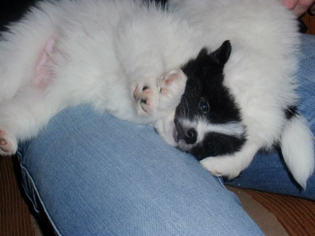 Cucciolo incrocio Spitz e Volpino Italiano