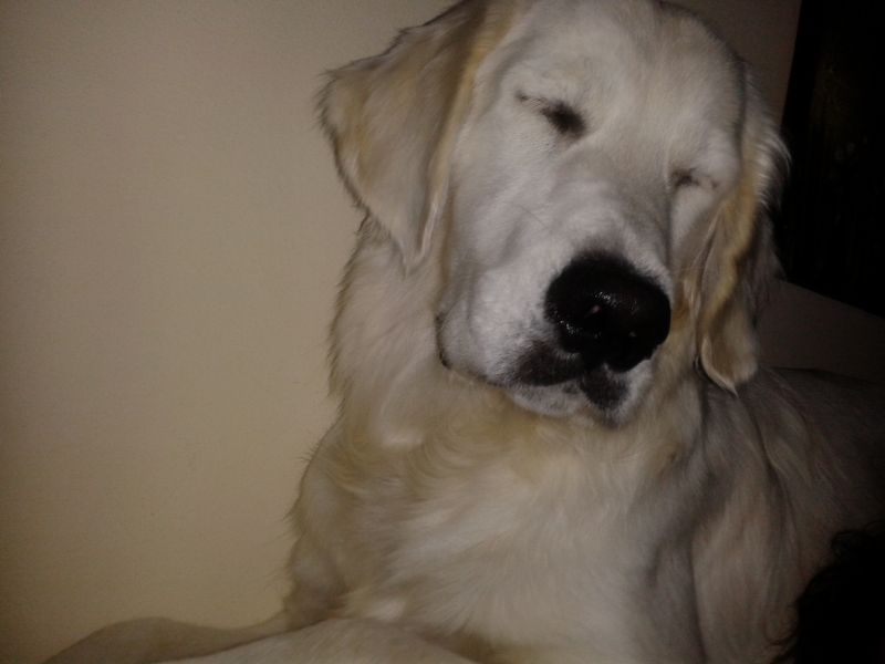 spiaggie con cani ammessi 