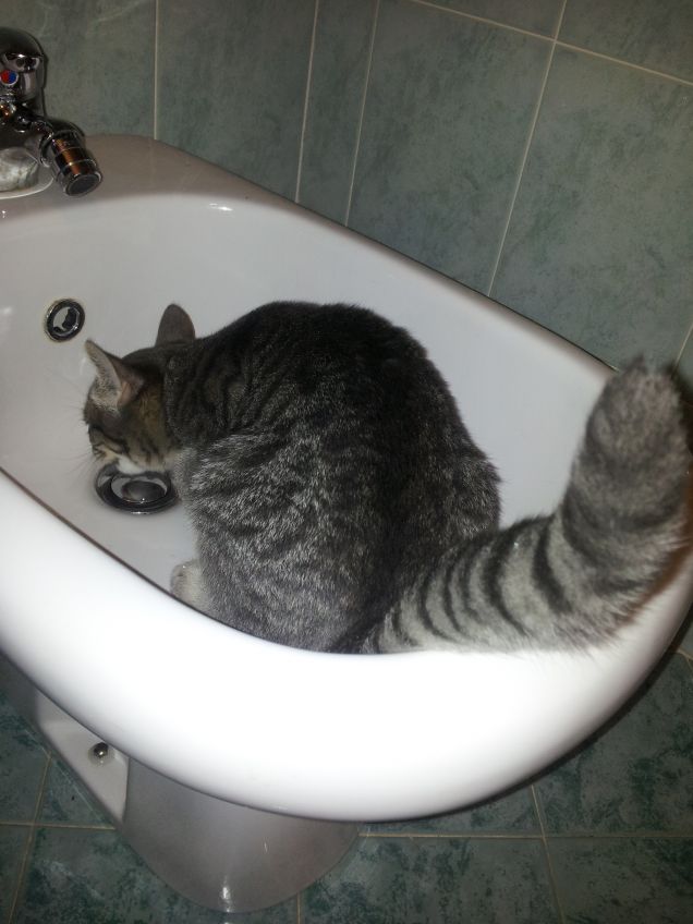 Bignè nel bidet