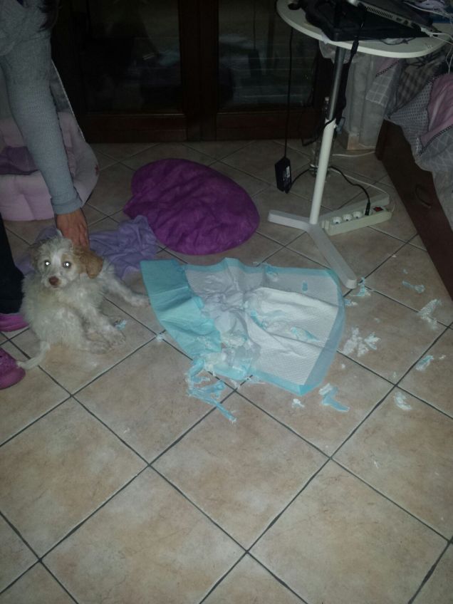 Una combina guai instancabile