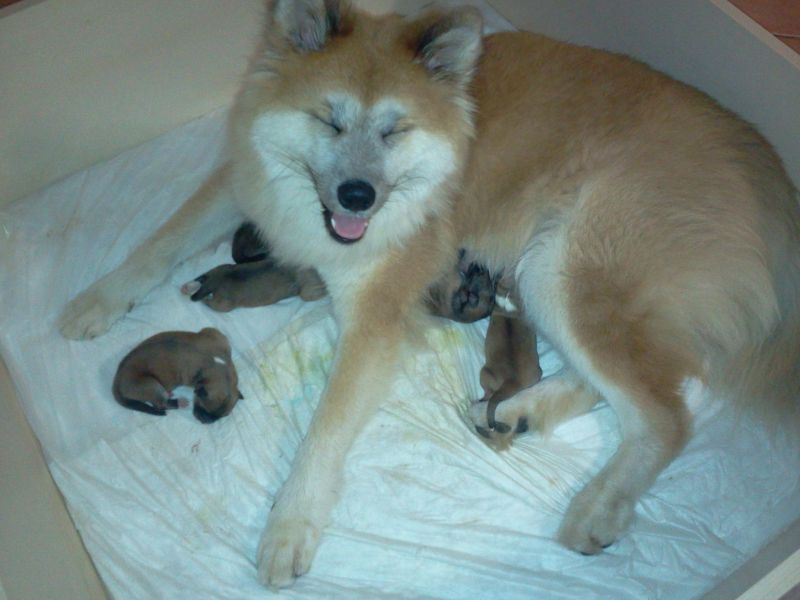 Cuccioli di Akita Inu