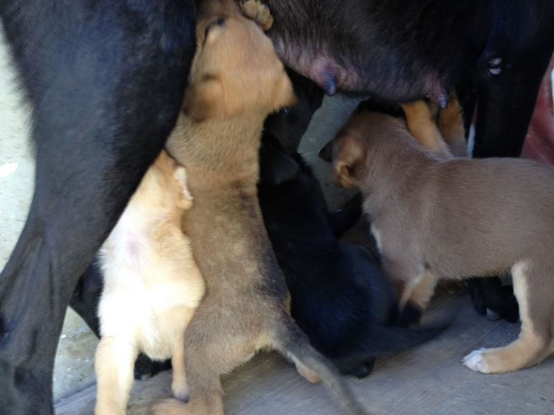 regalo cuccioli di cane