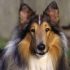 Cerco Pastore Scozzese o Golden Retriever
