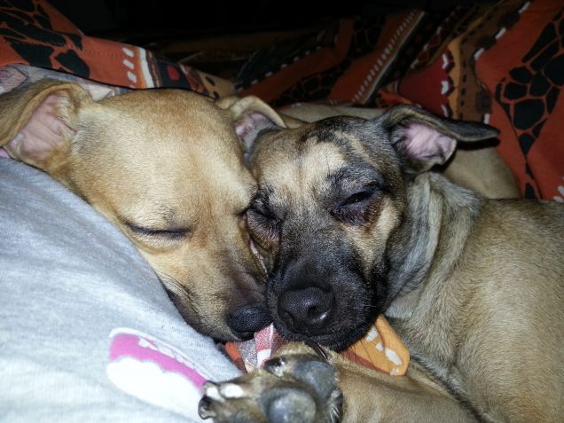 SISSI E MILA IN LOVE