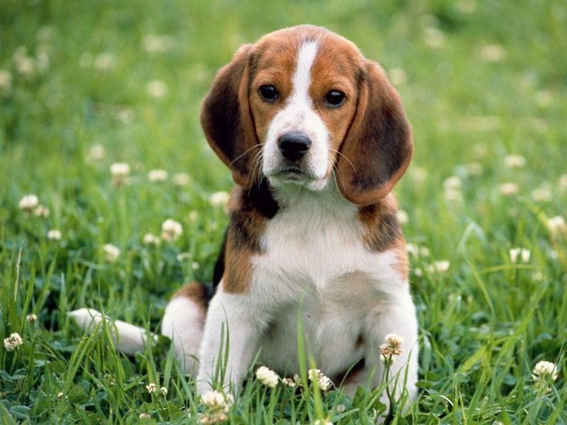 Cerco cucciolo Beagle