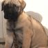 Bullmastiff Nightfallking Cuccioli