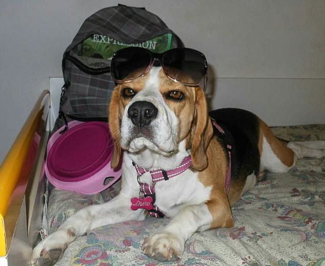 Dharma pronta a partire! 