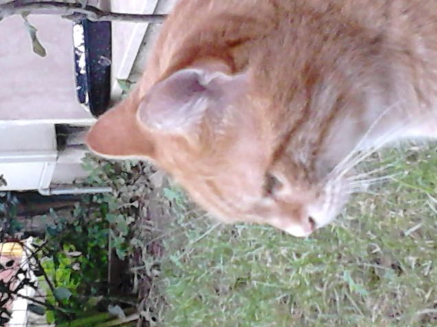 romeo er mejo del colosseo.....