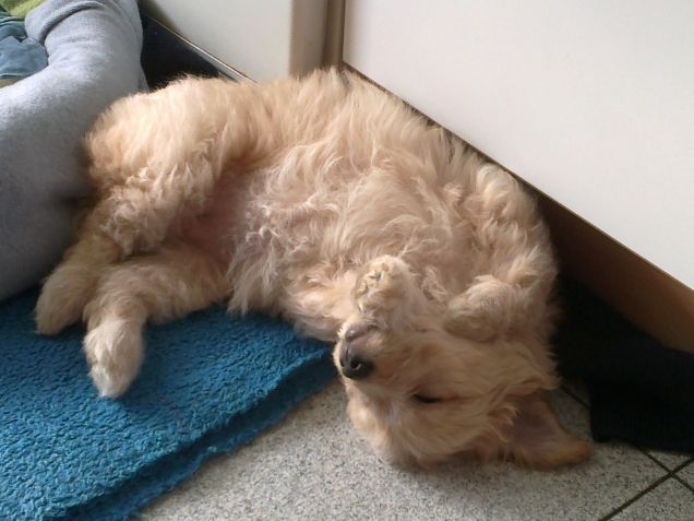 Contorsionista sonnambula