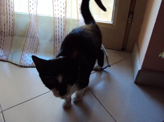 e' il mio compagno di avventure