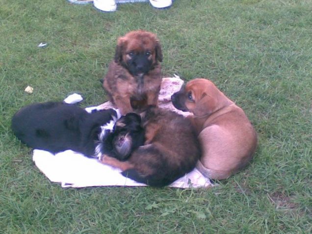 esploratore, camilla,birillo e tigrotto