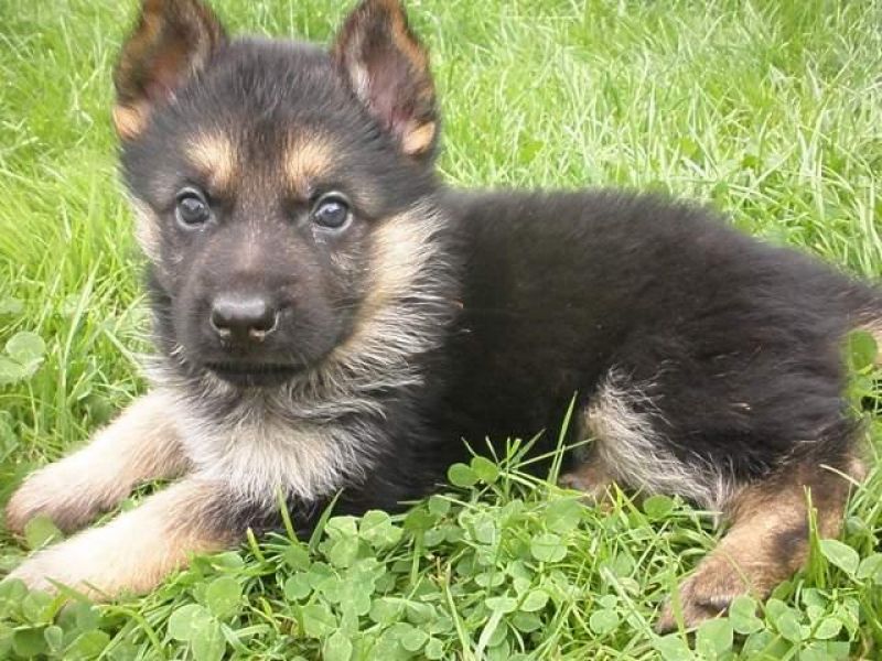 Cerco cucciolo pastore tedesco