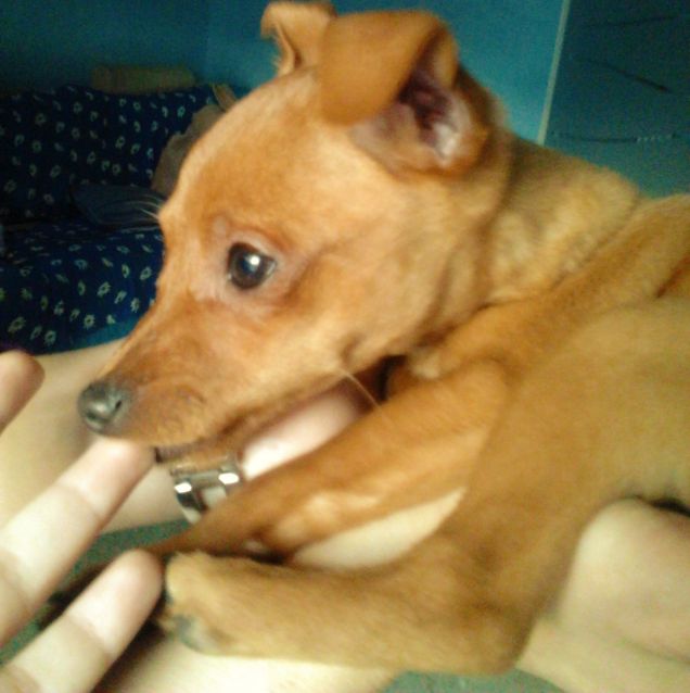 baby Sparkle in una mano