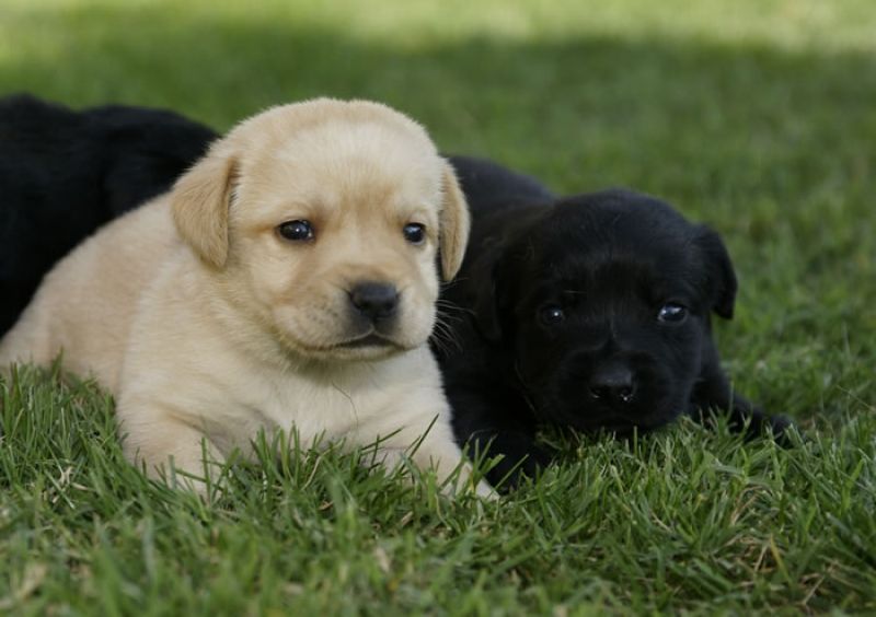 CERCO CUCCIOLO LABRADOR