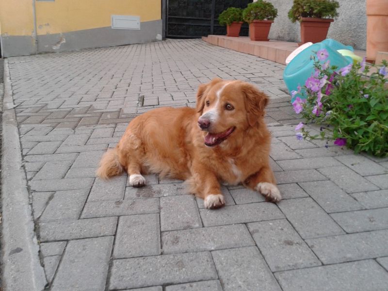 cerco cucciolo labrador