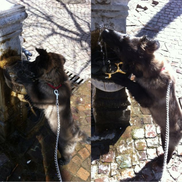 mi piace bere dalla fontanella!