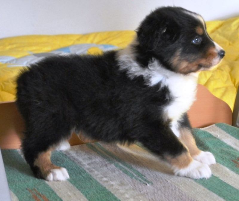 cuccioli border collie - australian shepherd