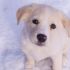 Cerco cucciolo di pastore tedesco o labrador GRATIS!!!