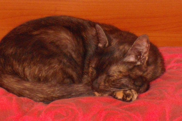 Un letto di rose per la principessa