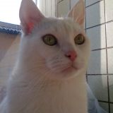 aslan 