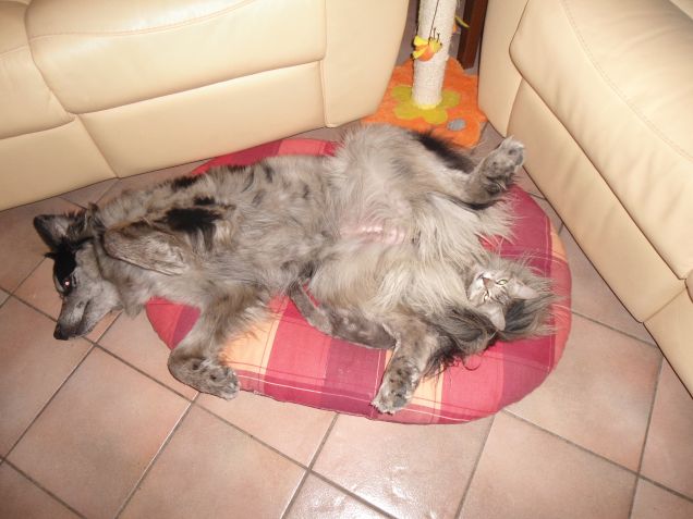 ma dov'è finito Oscar?!