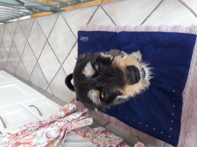 Kebab e la sua nuova coperta