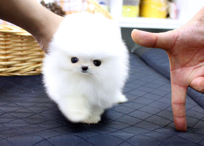 pomerania toy in regalo cerco | Petpassion