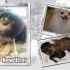 Pomerania cuccioli