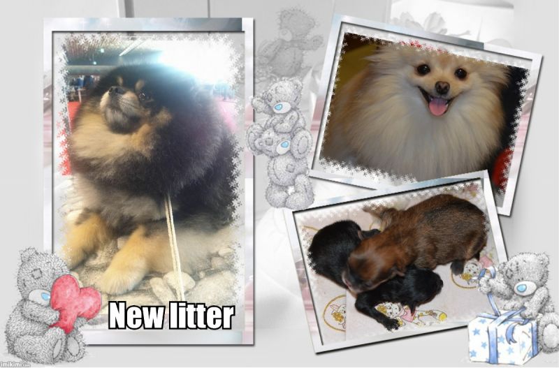 Pomerania cuccioli