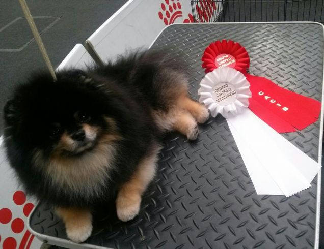 Dakota E I SUOI TITOLI