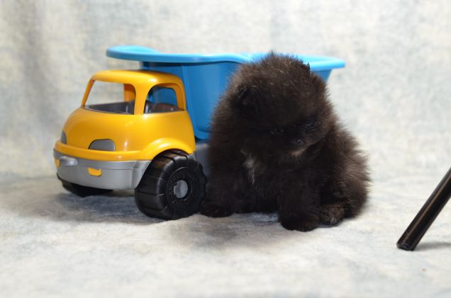 Rufus pomerania