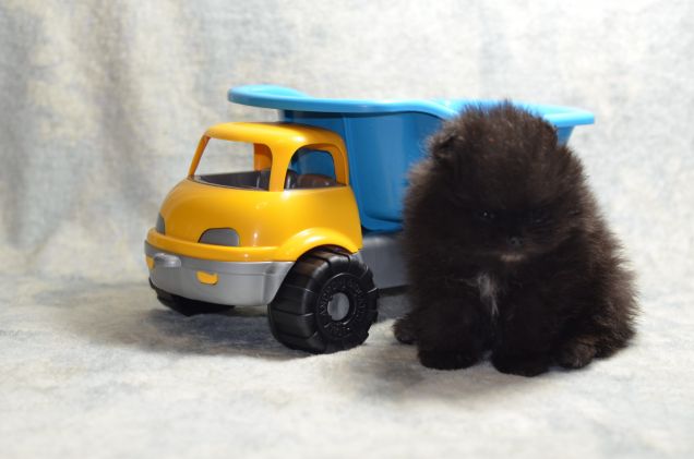 Rufus pomerania con pedigree