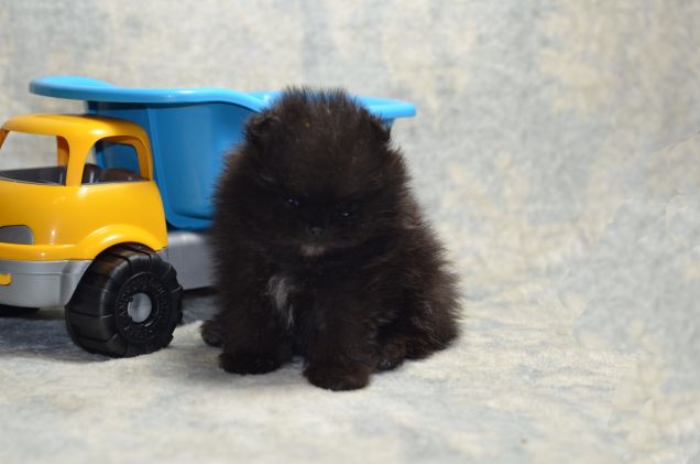 Rufus pomerania con pedigree