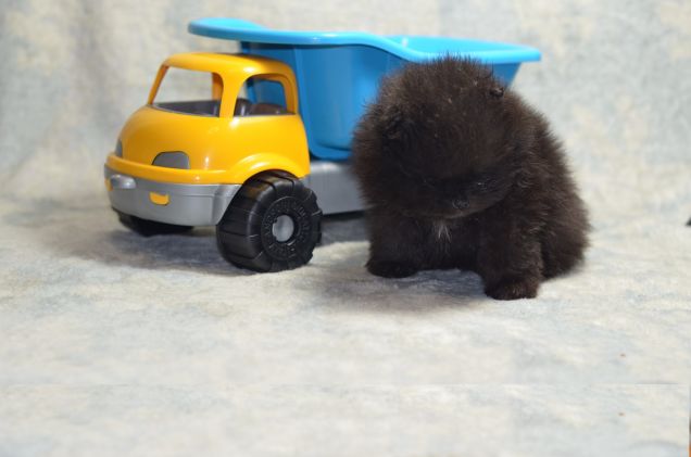 Rufus pomerania con pedigree