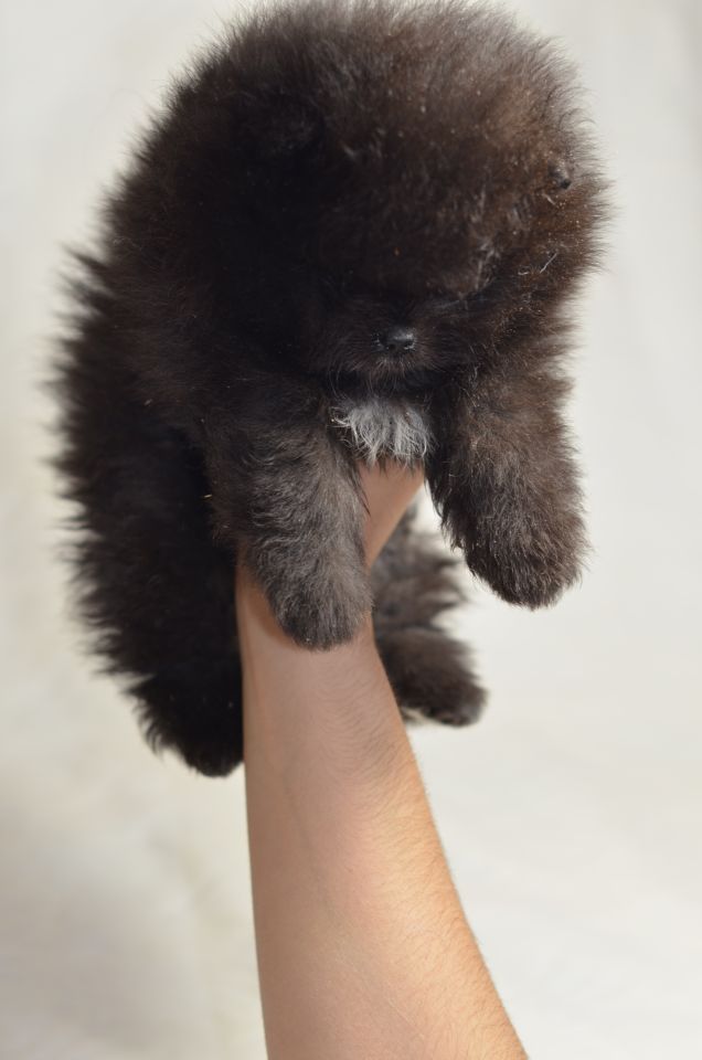 Rufus pomerania con pedigree