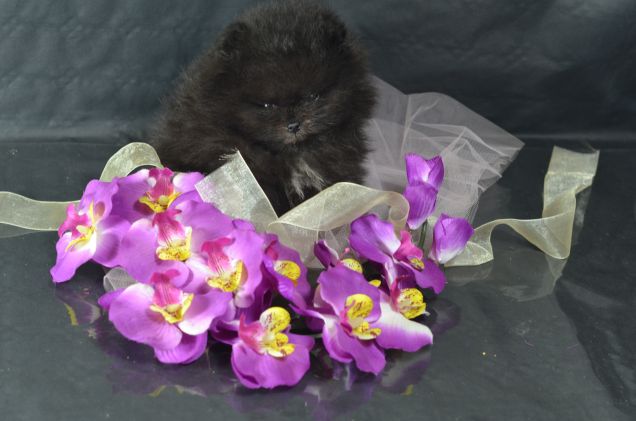 Rufus pomerania con pedigree