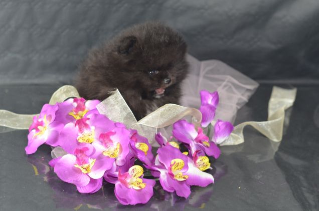 Rufus pomerania con pedigree