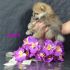 Pomerania femmina