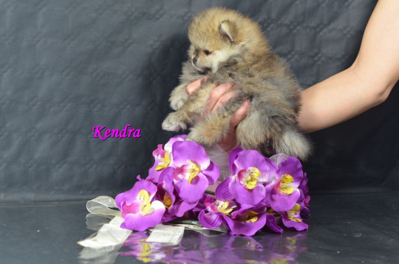 Pomerania femmina