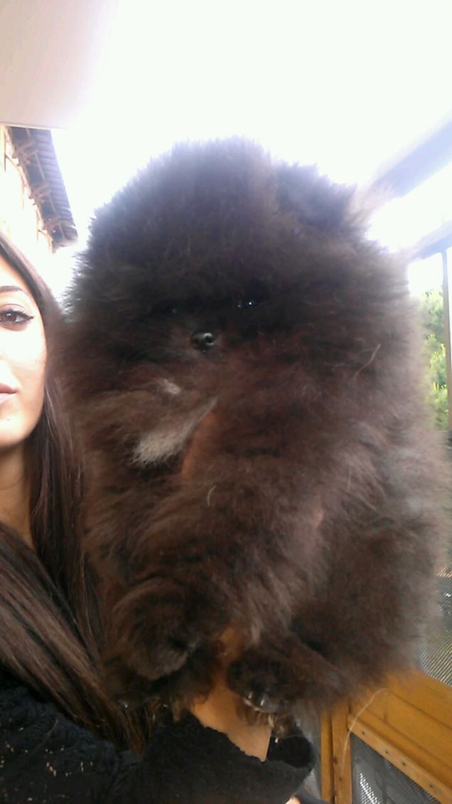 Rufus pomerania con pedigree