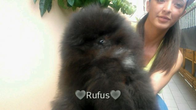 Rufus pomerania con pedigree