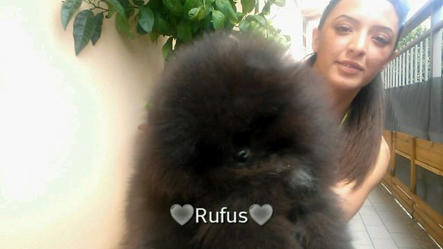 Rufus pomerania con pedigree