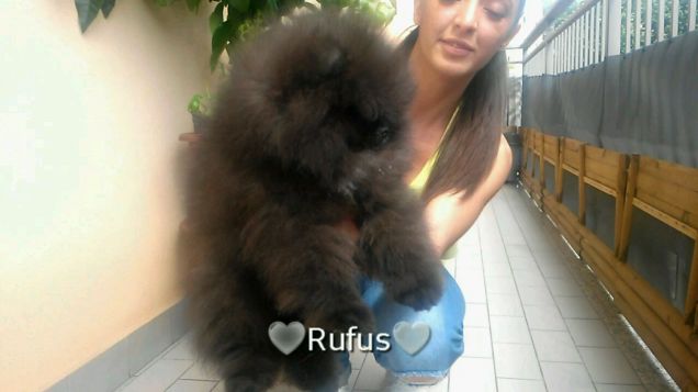 Rufus pomerania con pedigree