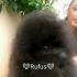 Pomerania (spitz tedesco nano)