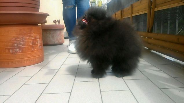 Rufus pomerania con pedigree