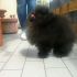 Spitz tedesco  nano (pomerania)