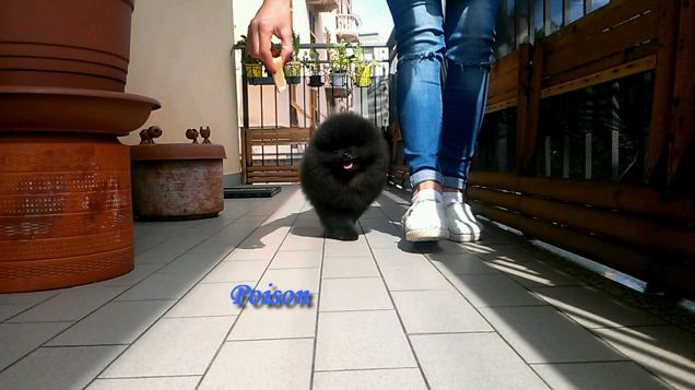 poison pomerania maschio